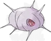 マユルド