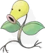 マダツボミ