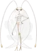 フェローチェ