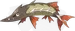 カマスジョー
