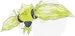 レジエレキ